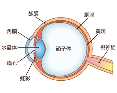 網膜硝子体